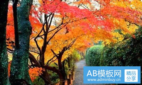 二十八酱微博