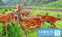 尼康摄影包-尼康相机双肩摄影包