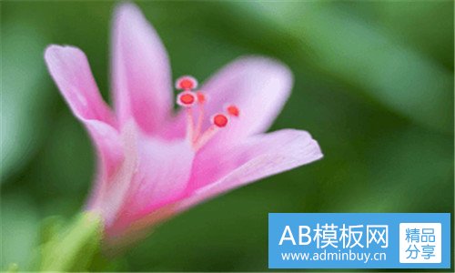 三甘草的功效与作用