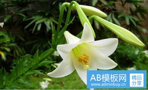 一康多乐