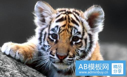 二泰国2010年婴尸事件