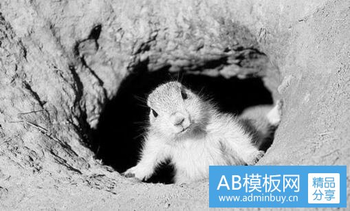 二摩羯