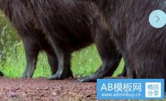 主持人-有气势开场白和结束语