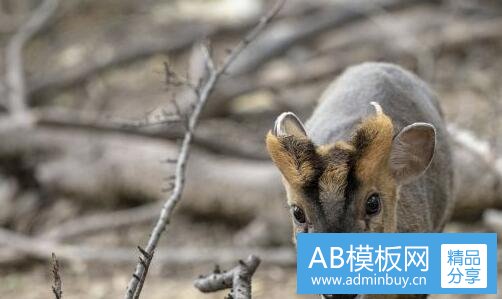 三中国上古猫妖