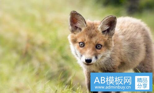 三玉兔拍到了美国国旗