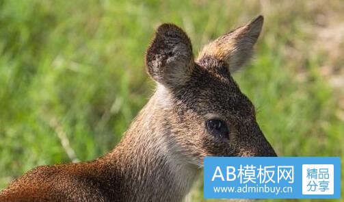 二西丽动物园99元团购