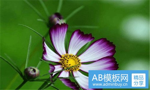 二为什么屈臣氏总推花印