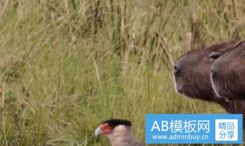 一无助感