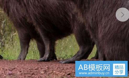 三港味什么意思