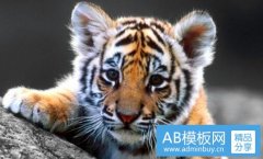 杜比亚蟑螂-杜比亚蟑螂喂鸟的好处