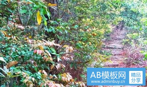 三杜比亚蟑螂的药用价值