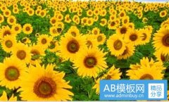 车厘子-车厘子app最佳老司机神器