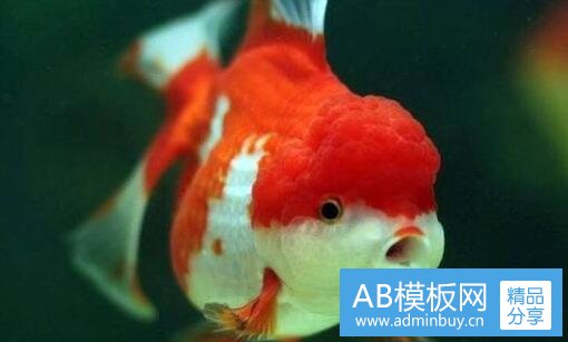 一云胡不喜