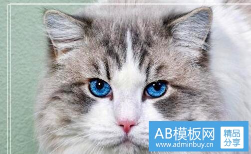 一蜃龙