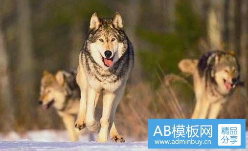 三高密井沟宋戈庄的马子