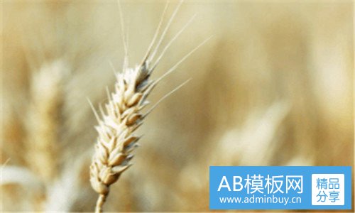 二百粮魂 百度百科