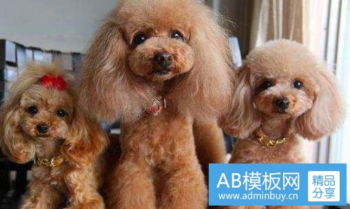 二汕头大学是什么级别的大学