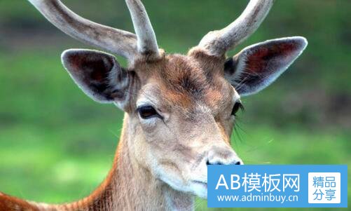 三睡14名代购聊天记录