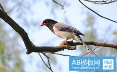 清翼-mine清翼本人照片