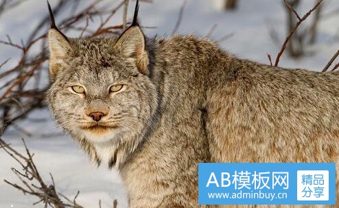 三超五类网线哪一年出的