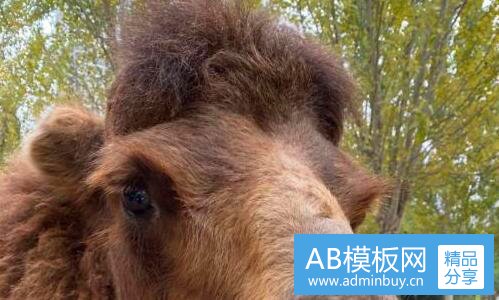 三大红包电影免费完整版