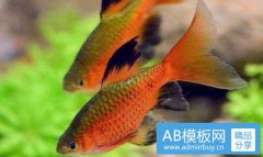 动漫图-动漫军人图片霸气十足