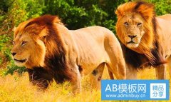 石家庄网络公司-石家庄网络公司排名
