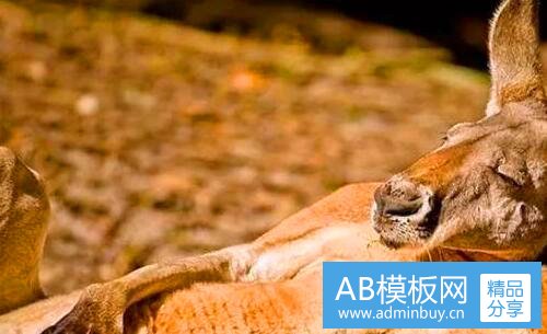 三英国aa这个牌子怎么样