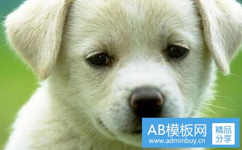 三呼儿哎呦