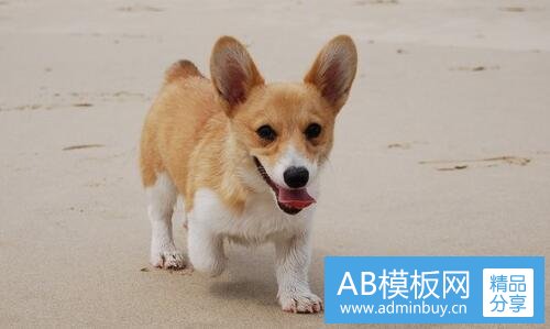 一苏姐