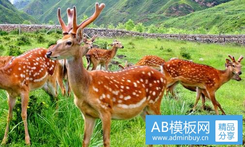 二brr怎么发音