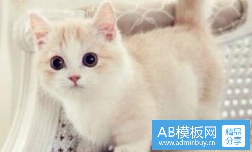 三18个哈桑都是谁