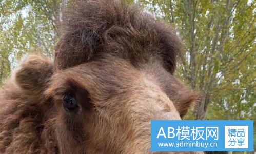 二q版大型网络游戏