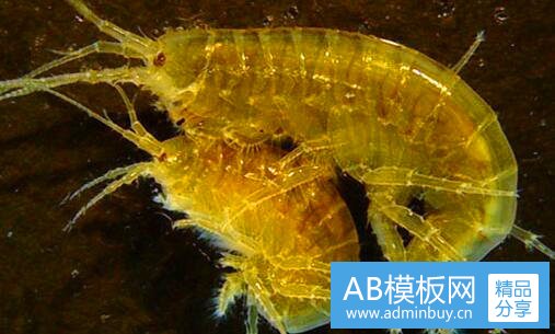 三一人之下宝姐手机壁纸