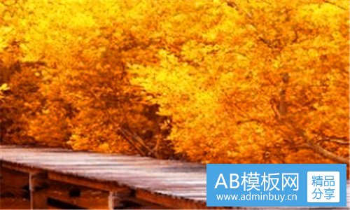 三数码宝贝官方实力排名