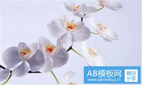 二唯夫是从是什么意思
