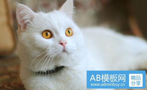 三kipling休闲双肩包