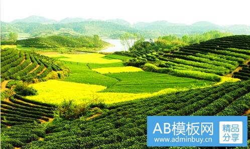 三鲑鱼和鳟鱼有什么区别
