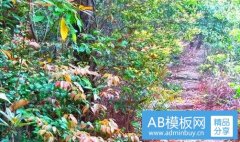 成都联盟-神奇宝贝成都联盟