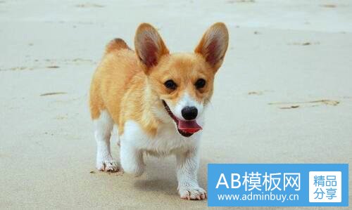 二龚伟杰为什么退役