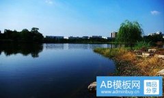 美国梧桐-美国梧桐树