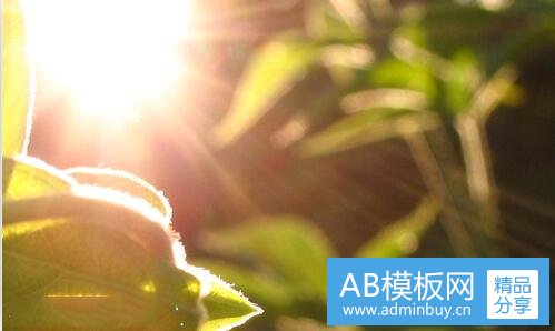 一贯叶连翘