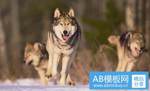 一2020公安新式警服谍照