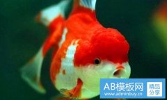 哈尔滨天鹅购物-天鹅购物商品