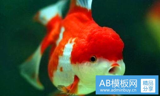 一哈尔滨天鹅购物