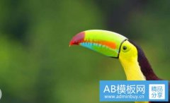 简历封皮下载-免费简历封面模板