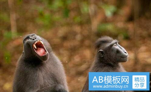 二保密局的枪声电影在线观看