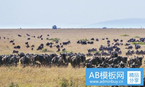 一澳洲个人旅游签证