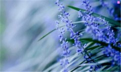 前往世界尽头-日本综艺前往世界的尽头