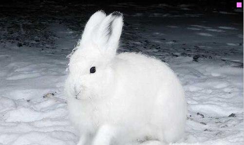 一大型游戏网站